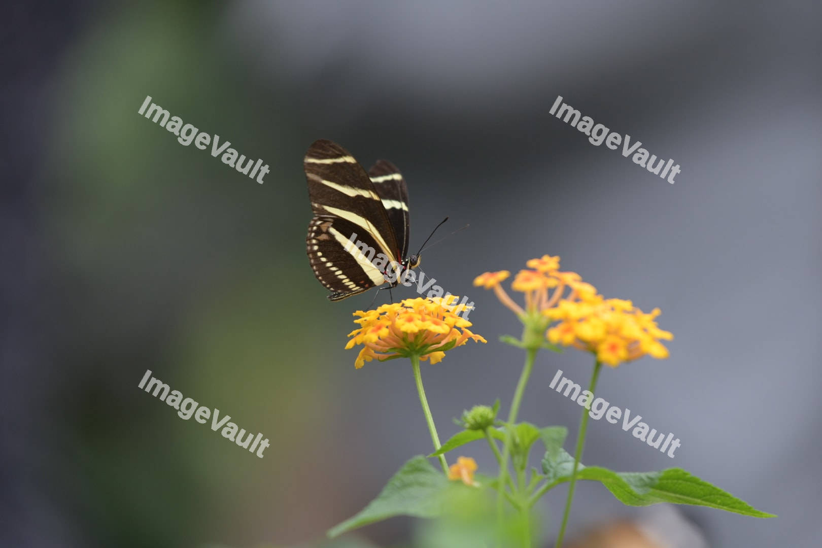 Zebra Longwing Butterfly